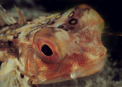 Tags Stichwörter: Malapascua Sulusee Philippinen Sulusea Philippines terramare Fische Fishes Waspfish Salzwasser Saltwater Insel Isle Bild Foto Photo Picture Scorpionfish Fisch Fish Flughahn Flughähne flying gurnard gurnards Dactyloptena orientalis Dactylopteridae flying gurnards Fische fishes gurnard Beschreibung Beschreibung: Flughahn / Flying gurnard / Dactyloptena orientalis / Malapascua, Sulusee, Philippinen / Malapascua, Sulusea, Philippines Kontaktinformationen Ersteller: Uwe Rzeha