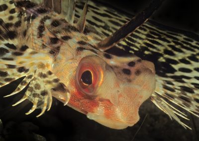 Tags Stichwörter: Malapascua Sulusee Philippinen Sulusea Philippines terramare Fische Fishes Waspfish Salzwasser Saltwater Insel Isle Bild Foto Photo Picture Scorpionfish Fisch Fish Flughahn Flughähne flying gurnard gurnards Dactyloptena orientalis Dactylopteridae flying gurnards Fische fishes Beschreibung Beschreibung: Flughahn / Flying gurnard / Dactyloptena orientalis / Malapascua, Sulusee, Philippinen / Malapascua, Sulusea, Philippines Kontaktinformationen Ersteller: Uwe Rzeha