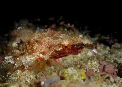 Tags Stichwörter: #naturfotografie #taucher #naturephotography #Phiippinen #nikonunderwater #naturschutz #sporttaucher #tiere #animal #meer #ocean #sealife #unterwasser #nikon #underwater #diving #divingphoto #Anilao #Manila #See #Schnecke #seaslug #nudibranch #anglerfisch #fisch Beschreibung Beschreibung: Zwerg Flügelrossfisch / Dragon sea moth / Europegasus draconis / Anilao, Südchinesisches Meer, Philippinen / Anilao, South China Sea, Philippines Kontaktinformationen Ersteller: Uwe Rzeha Ersteller: E-Mail: uw@meereundmehr.de