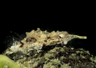 Tags Stichwörter: Philippinen Philippines Cabilao Sulusee Sulusea Salzwasser Salt water Insel Isle terramare Fische Fishes Flügelross sea moth dragonfish dragon sea moth Flügeldrache Pegasus Knochenfisch Pegasidae sea moths Flügelrosse dragonfishes dragon sea moths Flügeldrachen Knochenfische Europegasus draconis Flügelrossfisch Flügelrossfische Zwerg Flügelrossfisch Zwerg Flügelrossfische Pegasusfisch Pegasusfische Fisch fish Beschreibung Beschreibung: Zwerg Flügelrossfisch / Dragon sea moth / Europegasus draconis / Cabilao, Sulusee, Philippinen / Cabilao, Sulusea, Philippines Kontaktinformationen Ersteller: Uwe Rzeha