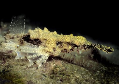 Tags Stichwörter: Philippinen Philippines Cabilao Sulusee Sulusea Salzwasser Salt water Insel Isle terramare Fische Fishes Flügelross sea moth dragonfish dragon sea moth Flügeldrache Pegasus Knochenfisch Pegasidae sea moths Flügelrosse dragonfishes dragon sea moths Flügeldrachen Knochenfische Europegasus draconis Flügelrossfisch Flügelrossfische Zwerg Flügelrossfisch Zwerg Flügelrossfische Pegasusfisch Pegasusfische Fisch fish Beschreibung Beschreibung: Zwerg Flügelrossfisch / Dragon sea moth / Europegasus draconis / Cabilao, Sulusee, Philippinen / Cabilao, Sulusea, Philippines Kontaktinformationen Ersteller: Uwe Rzeha