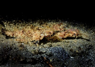 Tags Stichwörter: Philippinen Philippines Cabilao Sulusee Sulusea Salzwasser Salt water Insel Isle terramare Fische Fishes Flügelross sea moth dragonfish dragon sea moth Flügeldrache Pegasus Knochenfisch Pegasidae sea moths Flügelrosse dragonfishes dragon sea moths Flügeldrachen Knochenfische Europegasus draconis Flügelrossfisch Flügelrossfische Zwerg Flügelrossfisch Zwerg Flügelrossfische Pegasusfisch Pegasusfische Fisch fish Beschreibung Beschreibung: Zwerg Flügelrossfisch / Dragon sea moth / Europegasus draconis / Cabilao, Sulusee, Philippinen / Cabilao, Sulusea, Philippines Kontaktinformationen Ersteller: Uwe Rzeha