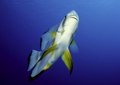 Tags Stichwörter: Rundkopf-Fledermausfisch Circular batfish Platax orbicularis Hurghada Rotes Meer Ägypten Red Sea Egypt terramare Fische Fishes Salzwasser Saltwater Sand Lagune Beschreibung Beschreibung: Rundkopf-Fledermausfisch / Circular batfish / Platax orbicularis / Hurghada, Rotes Meer, Ägypten / Hurghada, Red Sea, Egypt Kontaktinformationen Ersteller: Uwe Rzeha
