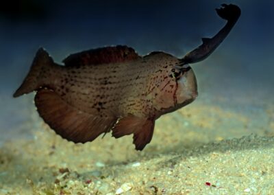 Tags Stichwörter: #naturfotografie #taucher #naturephotography #Phiippinen #nikonunderwater #naturschutz #sporttaucher #tiere #animal #meer #ocean #sealife #unterwasser #nikon #underwater #diving #divingphoto #Anilao #Manila #See #Schnecke #seaslug #nudibranch #Ägypten #Rotes Meer #Big Brother #Red Sea #Egypt Beschreibung Beschreibung: Blatt-Schermesserfisch / Razorfish / Xyrichtys pavo / Cabilao, Sulusee, Philippinen / Cabilao, Sulusea, Philippines Kontaktinformationen Ersteller: Uwe Rzeha Ersteller: E-Mail: uw@meereundmehr.de