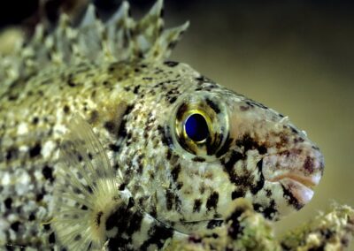 Tags Stichwörter: #naturfotografie #taucher #naturephotography #Phiippinen #nikonunderwater #naturschutz #sporttaucher #tiere #animal #meer #ocean #sealife #unterwasser #nikon #underwater #diving #divingphoto #Anilao #Manila #See #Schnecke #seaslug #nudibranch #Ägypten #Rotes Meer #Big Brother #Red Sea #Egypt Beschreibung Beschreibung: Silber-Kaninchenfisch / Forktail rabbitfish / Siganus argenteus / Safaga, Rotes Meer, Ägypten / Safaga, Red Sea, Egypt Kontaktinformationen Ersteller: Uwe Rzeha Ersteller: E-Mail: uw@meereundmehr.de