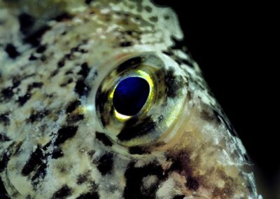 Tags Stichwörter: #naturfotografie #taucher #naturephotography #Phiippinen #nikonunderwater #naturschutz #sporttaucher #tiere #animal #meer #ocean #sealife #unterwasser #nikon #underwater #diving #divingphoto #Anilao #Manila #See #Schnecke #seaslug #nudibranch #Ägypten #Rotes Meer #Big Brother #Red Sea #Egypt Beschreibung Beschreibung: Silber-Kaninchenfisch / Forktail rabbitfish / Siganus argenteus / Safaga, Rotes Meer, Ägypten / Safaga, Red Sea, Egypt Kontaktinformationen Ersteller: Uwe Rzeha Ersteller: E-Mail: uw@meereundmehr.de