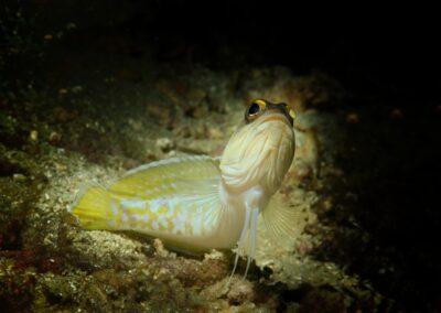 Tags Stichwörter: #naturfotografie #taucher #naturephotography #Phiippinen #nikonunderwater #naturschutz #sporttaucher #tiere #animal #meer #ocean #sealife #unterwasser #nikon #underwater #diving #divingphoto #Anilao #Manila #See #Schnecke #seaslug #nudibranch Beschreibung Beschreibung: Brunnenbauer / Jawfish / Opistognathus randalli / Anilao, Südchinesisches Meer, Philippinen / Anilao, South China Sea, Philippines Kontaktinformationen Ersteller: Uwe Rzeha Ersteller: E-Mail: uw@meereundmehr.de
