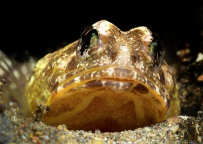 Tags Stichwörter: #naturfotografie #taucher #naturephotography #Phiippinen #nikonunderwater #naturschutz #sporttaucher #tiere #animal #meer #ocean #sealife #unterwasser #nikon #underwater #diving #divingphoto #Anilao #Manila #See #Schnecke #seaslug #nudibranch Beschreibung Beschreibung: Brunnenbauer / Jawfish / Opistognathus variabilis / Anilao, Südchinesisches Meer, Philippinen / Anilao, South China Sea, Philippines Kontaktinformationen Ersteller: Uwe Rzeha Ersteller: E-Mail: uw@meereundmehr.de