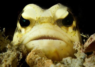 Tags Stichwörter: #naturfotografie #taucher #naturephotography #Phiippinen #nikonunderwater #naturschutz #sporttaucher #tiere #animal #meer #ocean #sealife #unterwasser #nikon #underwater #diving #divingphoto #Anilao #Manila #See #Schnecke #seaslug #nudibranch Beschreibung Beschreibung: Brunnenbauer / Jawfish / Opistognathus dendriticus / Palawan, Südchinesisches Meer, Philippinen / Palawan, South China Sea, Philippines Kontaktinformationen Ersteller: Uwe Rzeha Ersteller: E-Mail: uw@meereundmehr.de