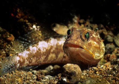 Tags Stichwörter: #naturfotografie #taucher #naturephotography #Phiippinen #nikonunderwater #naturschutz #sporttaucher #tiere #animal #meer #ocean #sealife #unterwasser #nikon #underwater #diving #divingphoto #Anilao #Manila #See #Schnecke #seaslug #nudibranch Beschreibung Beschreibung: Brunnenbauer / Jawfish / Opistognathus variabilis / Dumaguete, Sulusee, Philippinen / Dumaguete, Sulusea, Philippines Kontaktinformationen Ersteller: Uwe Rzeha Ersteller: E-Mail: uw@meereundmehr.de