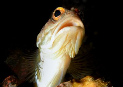 Tags Stichwörter: #naturfotografie #taucher #naturephotography #Phiippinen #nikonunderwater #naturschutz #sporttaucher #tiere #animal #meer #ocean #sealife #unterwasser #nikon #underwater #diving #divingphoto #Anilao #Manila #See #Schnecke #seaslug #nudibranch Beschreibung Beschreibung: Brunnenbauer / Jawfish / Opistognathus randalli / Anilao, Südchinesisches Meer, Philippinen / Anilao, South China Sea, Philippines Kontaktinformationen Ersteller: Uwe Rzeha Ersteller: E-Mail: uw@meereundmehr.de