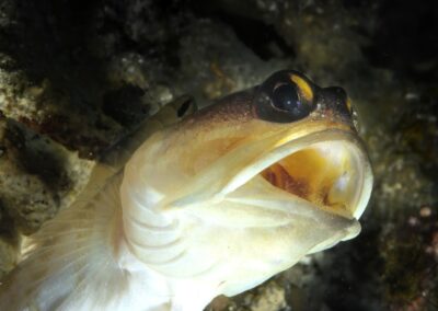 Tags Stichwörter: #naturfotografie #taucher #naturephotography #Phiippinen #nikonunderwater #naturschutz #sporttaucher #tiere #animal #meer #ocean #sealife #unterwasser #nikon #underwater #diving #divingphoto #Anilao #Manila #See #Schnecke #seaslug #nudibranch Beschreibung Beschreibung: Brunnenbauer / Jawfish / Opistognathus randalli / Anilao, Südchinesisches Meer, Philippinen / Anilao, South China Sea, Philippines Kontaktinformationen Ersteller: Uwe Rzeha Ersteller: E-Mail: uw@meereundmehr.de