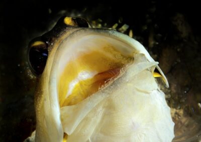Tags Stichwörter: #naturfotografie #taucher #naturephotography #Phiippinen #nikonunderwater #naturschutz #sporttaucher #tiere #animal #meer #ocean #sealife #unterwasser #nikon #underwater #diving #divingphoto #Anilao #Manila #See #Schnecke #seaslug #nudibranch Beschreibung Beschreibung: Brunnenbauer / Jawfish / Opistognathus randalli / Anilao, Südchinesisches Meer, Philippinen / Anilao, South China Sea, Philippines Kontaktinformationen Ersteller: Uwe Rzeha Ersteller: E-Mail: uw@meereundmehr.de
