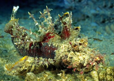 Tags Stichwörter: #naturfotografie #taucher #naturephotography #Phiippinen #nikonunderwater #naturschutz #sporttaucher #tiere #animal #meer #ocean #sealife #unterwasser #nikon #underwater #diving #divingphoto #Anilao #Manila #See #Schnecke #seaslug #nudibranch Beschreibung Beschreibung: Teufelsfisch / Spiny devilfish / Inimicus didactylus / Malapascua, Sulusee, Philippinen / Malapascua, Sulusea, Philippines Kontaktinformationen Ersteller: Uwe Rzeha Ersteller: E-Mail: uw@meereundmehr.de