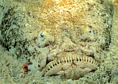Tags Stichwörter: #naturfotografie #taucher #naturephotography #Phiippinen #nikonunderwater #naturschutz #sporttaucher #tiere #animal #meer #ocean #sealife #unterwasser #nikon #underwater #diving #divingphoto #Anilao #Manila #See #Schnecke #seaslug #nudibranch Beschreibung Beschreibung: Marmorierter Himmelsgucker / Marbled Stargazer / Uranoscopidae / Cabilao, Sulusee, Philippinen / Cabilao, Sulusea, Philippines Kontaktinformationen Ersteller: Uwe Rzeha Ersteller: E-Mail: uw@meereundmehr.de