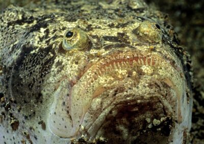 Tags Stichwörter: #naturfotografie #taucher #naturephotography #Phiippinen #nikonunderwater #naturschutz #sporttaucher #tiere #animal #meer #ocean #sealife #unterwasser #nikon #underwater #diving #divingphoto #Anilao #Manila #See #Schnecke #seaslug #nudibranch Beschreibung Beschreibung: Marmorierter Himmelsgucker / Marbled Stargazer / Uranoscopidae / Cabilao, Sulusee, Philippinen / Cabilao, Sulusea, Philippines Kontaktinformationen Ersteller: Uwe Rzeha Ersteller: E-Mail: uw@meereundmehr.de