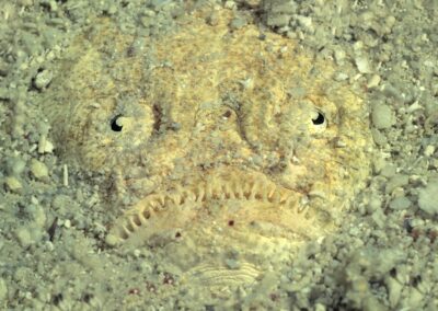 Tags Stichwörter: #naturfotografie #taucher #naturephotography #Phiippinen #nikonunderwater #naturschutz #sporttaucher #tiere #animal #meer #ocean #sealife #unterwasser #nikon #underwater #diving #divingphoto #Anilao #Manila #See #Schnecke #seaslug #nudibranch Beschreibung Beschreibung: Marmorierter Himmelsgucker / Marbled Stargazer / Uranoscopidae / Cabilao, Sulusee, Philippinen / Cabilao, Sulusea, Philippines Kontaktinformationen Ersteller: Uwe Rzeha Ersteller: E-Mail: uw@meereundmehr.de