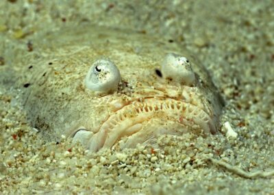 Tags Stichwörter: #naturfotografie #taucher #naturephotography #Phiippinen #nikonunderwater #naturschutz #sporttaucher #tiere #animal #meer #ocean #sealife #unterwasser #nikon #underwater #diving #divingphoto #Anilao #Manila #See #Schnecke #seaslug #nudibranch Beschreibung Beschreibung: Marmorierter Himmelsgucker / Marbled Stargazer / Uranoscopidae / Cabilao, Sulusee, Philippinen / Cabilao, Sulusea, Philippines Kontaktinformationen Ersteller: Uwe Rzeha Ersteller: E-Mail: uw@meereundmehr.de