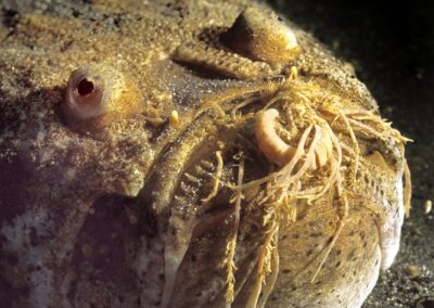 Tags Stichwörter: #naturfotografie #taucher #naturephotography #Phiippinen #nikonunderwater #naturschutz #sporttaucher #tiere #animal #meer #ocean #sealife #unterwasser #nikon #underwater #diving #divingphoto #Anilao #Manila #See #Schnecke #seaslug #nudibranch Beschreibung Beschreibung: Seeteufel / Long-spined anglerfish / Lophius piscatorius / Kristiansund, Europäisches Nordmeer, Norwegen / Kristiansund, Europ North Sea, Norway Kontaktinformationen Ersteller: Uwe Rzeha Ersteller: E-Mail: uw@meereundmehr.de
