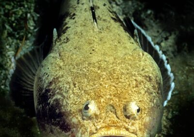 Tags Stichwörter: #naturfotografie #taucher #naturephotography #Phiippinen #nikonunderwater #naturschutz #sporttaucher #tiere #animal #meer #ocean #sealife #unterwasser #nikon #underwater #diving #divingphoto #Anilao #Manila #See #Schnecke #seaslug #nudibranch Beschreibung Beschreibung: Seeteufel / Long-spined anglerfish / Lophius piscatorius / Kristiansund, Europäisches Nordmeer, Norwegen / Kristiansund, Europ North Sea, Norway Kontaktinformationen Ersteller: Uwe Rzeha Ersteller: E-Mail: uw@meereundmehr.de