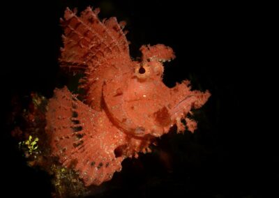 Tags Stichwörter: #naturfotografie #taucher #naturephotography #Phiippinen #nikonunderwater #naturschutz #sporttaucher #tiere #animal #meer #ocean #sealife #unterwasser #nikon #underwater #diving #divingphoto #Anilao #Manila #See #Schnecke #seaslug #nudibranch Beschreibung Beschreibung: Skorpionfisch / Weedy scorpionfish / Rhinopias frondosa / Anilao, Südchinesisches Meer, Philippinen / Anilao, South China Sea, Philippines Kontaktinformationen Ersteller: Uwe Rzeha Ersteller: E-Mail: uw@meereundmehr.de