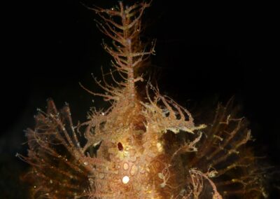 Tags Stichwörter: #naturfotografie #taucher #naturephotography #Phiippinen #nikonunderwater #naturschutz #sporttaucher #tiere #animal #meer #ocean #sealife #unterwasser #nikon #underwater #diving #divingphoto #Anilao #Manila #See #Schnecke #seaslug #nudibranch Beschreibung Beschreibung: Skorpionfisch / Lacy scorpionfish / Rhinopias aphanes / Anilao, Südchinesisches Meer, Philippinen / Anilao, South China Sea, Philippines Kontaktinformationen Ersteller: Uwe Rzeha Ersteller: E-Mail: uw@meereundmehr.de