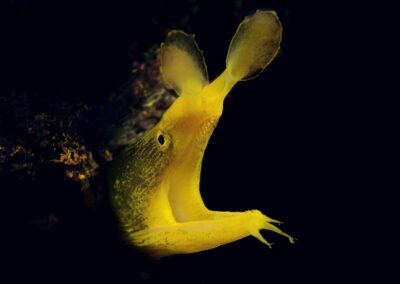 Tags Stichwörter: #naturfotografie #taucher #naturephotography #Phiippinen #nikonunderwater #naturschutz #sporttaucher #tiere #animal #meer #ocean #sealife #unterwasser #nikon #underwater #diving #divingphoto #Anilao #Manila #See #Schnecke #seaslug #nudibranch Beschreibung Beschreibung: Muräne / Ribbon eel / Rhinomuraena quaesita / Lembeh Strait, Indopazifik, Indonesien / Lembeh Strait, Indopacific, Indonesia Kontaktinformationen Ersteller: Uwe Rzeha Ersteller: E-Mail: uw@meereundmehr.de