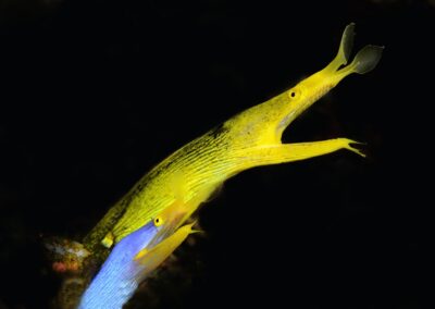 Tags Stichwörter: #naturfotografie #taucher #naturephotography #Phiippinen #nikonunderwater #naturschutz #sporttaucher #tiere #animal #meer #ocean #sealife #unterwasser #nikon #underwater #diving #divingphoto #Anilao #Manila #See #Schnecke #seaslug #nudibranch Beschreibung Beschreibung: Geister-Muräne / Ribbon eel / Rhinomuraena quaesita / Anilao, Südchinesisches Meer, Philippinen / Anilao, South China Sea, Philippines Kontaktinformationen Ersteller: Uwe Rzeha Ersteller: E-Mail: uw@meereundmehr.de