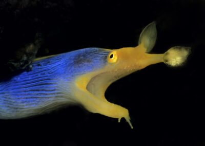 Tags Stichwörter: #naturfotografie #taucher #naturephotography #Phiippinen #nikonunderwater #naturschutz #sporttaucher #tiere #animal #meer #ocean #sealife #unterwasser #nikon #underwater #diving #divingphoto #Anilao #Manila #See #Schnecke #seaslug #nudibranch Beschreibung Beschreibung: Geister-Muräne / Ribbon eel / Rhinomuraena quaesita / Siquior, Sulusee, Philippinen / Siquior, Sulusea, Philippines Kontaktinformationen Ersteller: Uwe Rzeha Ersteller: E-Mail: uw@meereundmehr.de