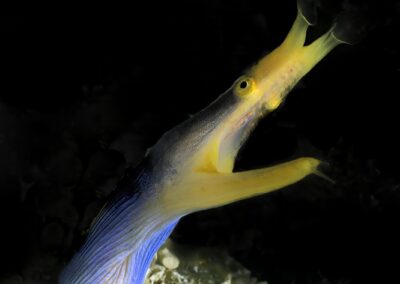 Tags Stichwörter: #naturfotografie #taucher #naturephotography #Phiippinen #nikonunderwater #naturschutz #sporttaucher #tiere #animal #meer #ocean #sealife #unterwasser #nikon #underwater #diving #divingphoto #Anilao #Manila #See #Schnecke #seaslug #nudibranch Beschreibung Beschreibung: Geister-Muräne / Ribbon eel / Rhinomuraena quaesita / Siquior, Sulusee, Philippinen / Siquior, Sulusea, Philippines Kontaktinformationen Ersteller: Uwe Rzeha Ersteller: E-Mail: uw@meereundmehr.de