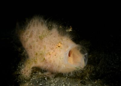Tags Stichwörter: #naturfotografie #taucher #naturephotography #Phiippinen #nikonunderwater #naturschutz #sporttaucher #tiere #animal #meer #ocean #sealife #unterwasser #nikon #underwater #diving #divingphoto #Anilao #Manila #See #Schnecke #seaslug #nudibranch #anglerfisch #fisch Beschreibung Beschreibung: Gestreifter Anglerfisch / Striped frogfish / Antennarius striatus / Anilao, Südchinesisches Meer, Philippinen / Anilao, South China Sea, Philippines Kontaktinformationen Ersteller: Uwe Rzeha Ersteller: E-Mail: uw@meereundmehr.de