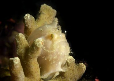Tags Stichwörter: #naturfotografie #taucher #naturephotography #Phiippinen #nikonunderwater #naturschutz #sporttaucher #tiere #animal #meer #ocean #sealife #unterwasser #nikon #underwater #diving #divingphoto #Anilao #Manila #See #Schnecke #seaslug #nudibranch #anglerfisch #fisch Beschreibung Beschreibung: Zottiger Anglerfisch / Shaggy frogfish / Antennarius hispidus / Anilao, Südchinesisches Meer, Philippinen / Anilao, South China Sea, Philippines Kontaktinformationen Ersteller: Uwe Rzeha Ersteller: E-Mail: uw@meereundmehr.de