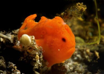 Tags Stichwörter: #naturfotografie #taucher #naturephotography #Phiippinen #nikonunderwater #naturschutz #sporttaucher #tiere #animal #meer #ocean #sealife #unterwasser #nikon #underwater #diving #divingphoto #Anilao #Manila #See #Schnecke #seaslug #nudibranch #anglerfisch #fisch Beschreibung Beschreibung: Rundfleck Anglerfisch / Painted frogfish / Antennarius pictus / Anilao, Südchinesisches Meer, Philippinen / Anilao, South China Sea, Philippines Kontaktinformationen Ersteller: Uwe Rzeha Ersteller: E-Mail: uw@meereundmehr.de