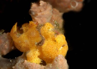 Tags Stichwörter: #naturfotografie #taucher #naturephotography #Phiippinen #nikonunderwater #naturschutz #sporttaucher #tiere #animal #meer #ocean #sealife #unterwasser #nikon #underwater #diving #divingphoto #Anilao #Manila #See #Schnecke #seaslug #nudibranch #anglerfisch #fisch Beschreibung Beschreibung: Rundfleck Anglerfisch / Painted frogfish / Antennarius pictus / Anilao, Südchinesisches Meer, Philippinen / Anilao, South China Sea, Philippines Kontaktinformationen Ersteller: Uwe Rzeha Ersteller: E-Mail: uw@meereundmehr.de