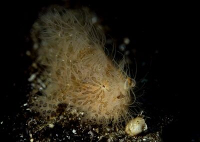 Tags Stichwörter: #naturfotografie #taucher #naturephotography #Phiippinen #nikonunderwater #naturschutz #sporttaucher #tiere #animal #meer #ocean #sealife #unterwasser #nikon #underwater #diving #divingphoto #Anilao #Manila #See #Schnecke #seaslug #nudibranch #anglerfisch #fisch Beschreibung Beschreibung: Gestreifter Anglerfisch / Striped frogfish / Antennarius striatus / Anilao, Südchinesisches Meer, Philippinen / Anilao, South China Sea, Philippines Kontaktinformationen Ersteller: Uwe Rzeha Ersteller: E-Mail: uw@meereundmehr.de