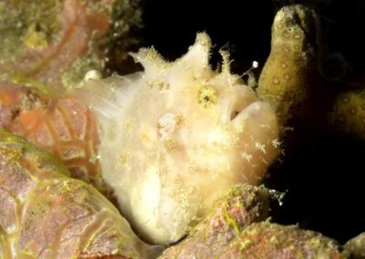 Tags Stichwörter: #naturfotografie #taucher #naturephotography #Phiippinen #nikonunderwater #naturschutz #sporttaucher #tiere #animal #meer #ocean #sealife #unterwasser #nikon #underwater #diving #divingphoto #Anilao #Manila #See #Schnecke #seaslug #nudibranch #anglerfisch #fisch Beschreibung Beschreibung: Rundfleck Anglerfisch / Painted frogfish / Antennarius pictus / Anilao, Südchinesisches Meer, Philippinen / Anilao, South China Sea, Philippines Kontaktinformationen Ersteller: Uwe Rzeha Ersteller: E-Mail: uw@meereundmehr.de