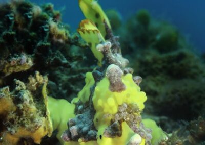 Tags Stichwörter: #naturfotografie #taucher #naturephotography #Phiippinen #nikonunderwater #naturschutz #sporttaucher #tiere #animal #meer #ocean #sealife #unterwasser #nikon #underwater #diving #divingphoto #Anilao #Manila #See #Schnecke #seaslug #nudibranch #anglerfisch #fisch Beschreibung Beschreibung: Rundfleck Anglerfisch / Painted frogfish / Antennarius pictus / Anilao, Südchinesisches Meer, Philippinen / Anilao, South China Sea, Philippines Kontaktinformationen Ersteller: Uwe Rzeha Ersteller: E-Mail: uw@meereundmehr.de