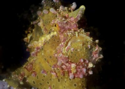 Tags Stichwörter: #naturfotografie #taucher #naturephotography #Phiippinen #nikonunderwater #naturschutz #sporttaucher #tiere #animal #meer #ocean #sealife #unterwasser #nikon #underwater #diving #divingphoto #Anilao #Manila #See #Schnecke #seaslug #nudibranch #anglerfisch #fisch Beschreibung Beschreibung: Warzen Anglerfisch / Warty frogfish / Antennarius maculatus / Anilao, Südchinesisches Meer, Philippinen / Anilao, South China Sea, Philippines Kontaktinformationen Ersteller: Uwe Rzeha Ersteller: E-Mail: uw@meereundmehr.de