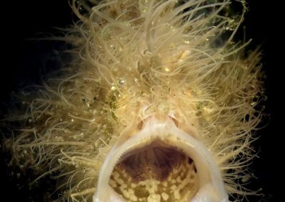 Tags Stichwörter: #naturfotografie #taucher #naturephotography #Phiippinen #nikonunderwater #naturschutz #sporttaucher #tiere #animal #meer #ocean #sealife #unterwasser #nikon #underwater #diving #divingphoto #Anilao #Manila #See #Schnecke #seaslug #nudibranch #anglerfisch #fisch Beschreibung Beschreibung: Gestreifter Anglerfisch / Striped frogfish / Antennarius striatus / Anilao, Südchinesisches Meer, Philippinen / Anilao, South China Sea, Philippines Kontaktinformationen Ersteller: Uwe Rzeha Ersteller: E-Mail: uw@meereundmehr.de