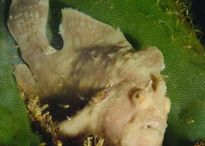 Tags Stichwörter: #naturfotografie #taucher #naturephotography #Phiippinen #nikonunderwater #naturschutz #sporttaucher #tiere #animal #meer #ocean #sealife #unterwasser #nikon #underwater #diving #divingphoto #Anilao #Manila #See #Schnecke #seaslug #nudibranch #anglerfisch #fisch Beschreibung Beschreibung: Gestreifter Anglerfisch / Striped frogfish / Antennarius striatus / Anilao, Südchinesisches Meer, Philippinen / Anilao, South China Sea, Philippines Kontaktinformationen Ersteller: Uwe Rzeha Ersteller: E-Mail: uw@meereundmehr.de