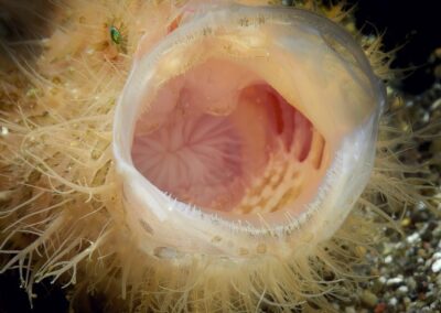 Tags Stichwörter: #naturfotografie #taucher #naturephotography #Phiippinen #nikonunderwater #naturschutz #sporttaucher #tiere #animal #meer #ocean #sealife #unterwasser #nikon #underwater #diving #divingphoto #Anilao #Manila #See #Schnecke #seaslug #nudibranch #anglerfisch #fisch Beschreibung Beschreibung: Gestreifter Anglerfisch / Striped frogfish / Antennarius striatus / Anilao, Südchinesisches Meer, Philippinen / Anilao, South China Sea, Philippines Kontaktinformationen Ersteller: Uwe Rzeha Ersteller: E-Mail: uw@meereundmehr.de