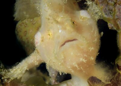 Tags Stichwörter: #naturfotografie #taucher #naturephotography #Phiippinen #nikonunderwater #naturschutz #sporttaucher #tiere #animal #meer #ocean #sealife #unterwasser #nikon #underwater #diving #divingphoto #Anilao #Manila #See #Schnecke #seaslug #nudibranch #anglerfisch #fisch Beschreibung Beschreibung: Warzen Anglerfisch / Warty frogfish / Antennarius maculatus / Anilao, Südchinesisches Meer, Philippinen / Anilao, South China Sea, Philippines Kontaktinformationen Ersteller: Uwe Rzeha Ersteller: E-Mail: uw@meereundmehr.de