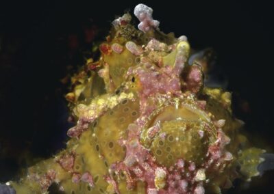 Tags Stichwörter: #naturfotografie #taucher #naturephotography #Phiippinen #nikonunderwater #naturschutz #sporttaucher #tiere #animal #meer #ocean #sealife #unterwasser #nikon #underwater #diving #divingphoto #Anilao #Manila #See #Schnecke #seaslug #nudibranch #anglerfisch #fisch Beschreibung Beschreibung: Warzen Anglerfisch / Warty frogfish / Antennarius maculatus / Anilao, Südchinesisches Meer, Philippinen / Anilao, South China Sea, Philippines Kontaktinformationen Ersteller: Uwe Rzeha Ersteller: E-Mail: uw@meereundmehr.de