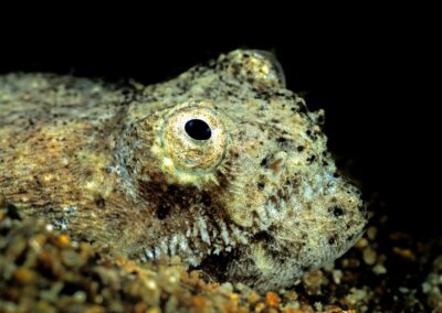 Tags Stichwörter: #naturfotografie #taucher #naturephotography #Phiippinen #nikonunderwater #naturschutz #sporttaucher #tiere #animal #meer #ocean #sealife #unterwasser #nikon #underwater #diving #divingphoto #Anilao #Manila #See #Schnecke #seaslug #nudibranch Beschreibung Beschreibung: Krokodil Schlangenaal / Crocodile snake eel / Brachysomophis crocodilinus / Dumaguete, Sulusee, Philippinen / Dumaguete, Sulusea, Philippines Kontaktinformationen Ersteller: Uwe Rzeha Ersteller: E-Mail: uw@meereundmehr.de