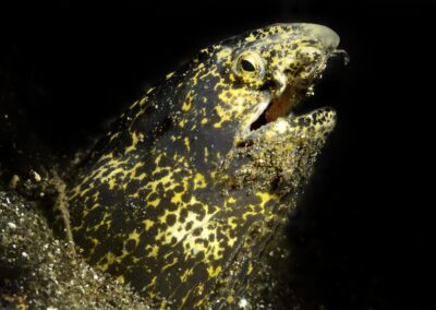 Tags Stichwörter: #naturfotografie #taucher #naturephotography #Phiippinen #nikonunderwater #naturschutz #sporttaucher #tiere #animal #meer #ocean #sealife #unterwasser #nikon #underwater #diving #divingphoto #Anilao #Manila #See #Schnecke #seaslug #nudibranch Beschreibung Beschreibung: Marmorierter Schlangenaal / Marbled snake eel / Callechelys marmorata / Anilao, Südchinesisches Meer, Philippinen / Anilao, South China Sea, Philippines Kontaktinformationen Ersteller: Uwe Rzeha Ersteller: E-Mail: uw@meereundmehr.de