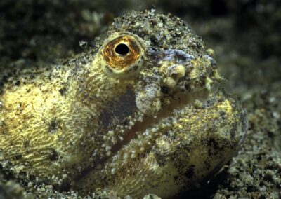 Krokodil Schlangenaal / Crocodile snake eel / Brachysomophis crocodilinus / Dumaguete, Sulusee, Philippinen / Dumaguete, Sulusea, Philippines