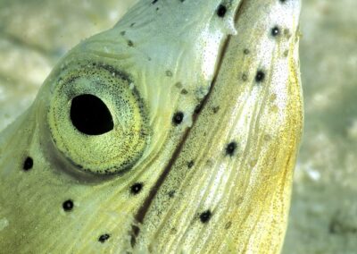 Tags Stichwörter: #naturfotografie #taucher #naturephotography #Phiippinen #nikonunderwater #naturschutz #sporttaucher #tiere #animal #meer #ocean #sealife #unterwasser #nikon #underwater #diving #divingphoto #Anilao #Manila #See #Schnecke #seaslug #nudibranch Beschreibung Beschreibung: Schwarzflossen-Schlangenaal / Sand-eel / Ophichtus melanochir / Mabul, Celebes See, Malaysia / Mabul, Celebes Sea, Malaysia Kontaktinformationen Ersteller: Uwe Rzeha Ersteller: E-Mail: uw@meereundmehr.de