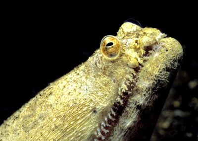 Tags Stichwörter: #naturfotografie #taucher #naturephotography #Phiippinen #nikonunderwater #naturschutz #sporttaucher #tiere #animal #meer #ocean #sealife #unterwasser #nikon #underwater #diving #divingphoto #Anilao #Manila #See #Schnecke #seaslug #nudibranch Beschreibung Beschreibung: Krokodil Schlangenaal / Crocodile snake eel / Brachysomophis crocodilinus / Dumaguete, Sulusee, Philippinen / Dumaguete, Sulusea, Philippines Kontaktinformationen Ersteller: Uwe Rzeha Ersteller: E-Mail: uw@meereundmehr.de
