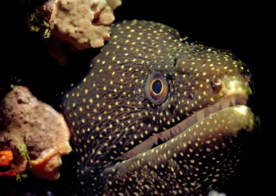 Tags Stichwörter: #naturfotografie #taucher #naturephotography #Phiippinen #nikonunderwater #naturschutz #sporttaucher #tiere #animal #meer #ocean #sealife #unterwasser #nikon #underwater #diving #divingphoto #Anilao #Manila #See #Schnecke #seaslug #nudibranch Beschreibung Beschreibung: Weißmaulmuräne / White-mouth moray / Gymnothorax meleagris / Anilao, Südchinesisches Meer, Philippinen / Anilao, South China Sea, Philippines Kontaktinformationen Ersteller: Uwe Rzeha Ersteller: E-Mail: uw@meereundmehr.de Kontaktinformationen Ersteller: Uwe Rzeha Ersteller: E-Mail: uw@meereundmehr.de