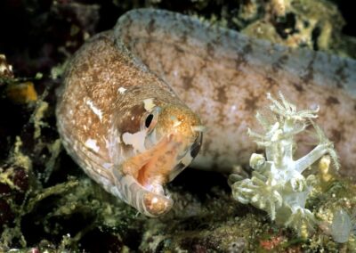 Tags Stichwörter: #naturfotografie #taucher #naturephotography #Phiippinen #nikonunderwater #naturschutz #sporttaucher #tiere #animal #meer #ocean #sealife #unterwasser #nikon #underwater #diving #divingphoto #Anilao #Manila #See #Schnecke #seaslug #nudibranch Beschreibung Beschreibung: Streifenflossenmuräne / Barred-Fin Moray / Gymnothorax zonipectis / Cabilao, Sulusee, Philippinen / Cabilao, Sulusea, Philippines Kontaktinformationen Ersteller: Uwe Rzeha Ersteller: E-Mail: uw@meereundmehr.de